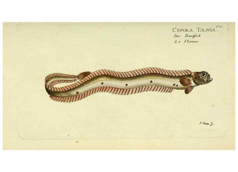 Reproducción/Reproduction 49825985611: D. Marcus Elieser Bloch's, ausübenden Arztes zu Berlin ... Oeconomische Naturgeschichte der Fische Deutschlands .... Berlin :Auf Kosten des Verfassers und in Commission bei dem Buchhändler Hr. Hesse,1782-1795.. 