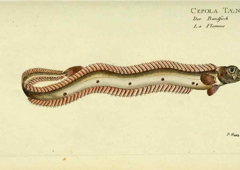 Reproducción/Reproduction 49825985611: D. Marcus Elieser Bloch's, ausübenden Arztes zu Berlin ... Oeconomische Naturgeschichte der Fische Deutschlands .... Berlin :Auf Kosten des Verfassers und in Commission bei dem Buchhändler Hr. Hesse,1782-1795.. 