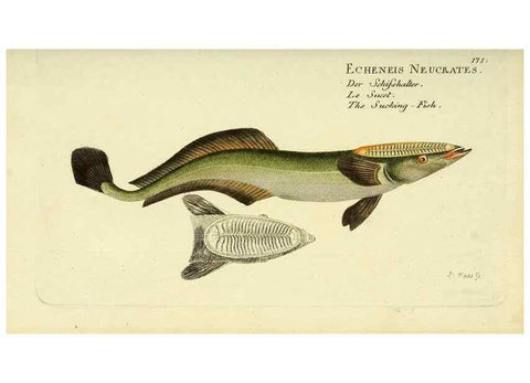 Reproducción/Reproduction 49825453263: D. Marcus Elieser Bloch's, ausübenden Arztes zu Berlin ... Oeconomische Naturgeschichte der Fische Deutschlands .... Berlin :Auf Kosten des Verfassers und in Commission bei dem Buchhändler Hr. Hesse,1782-1795.. 