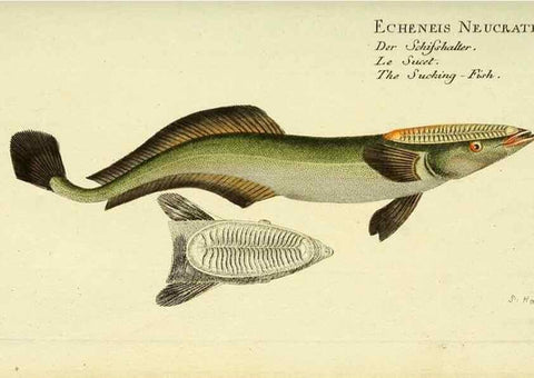 Reproducción/Reproduction 49825453263: D. Marcus Elieser Bloch's, ausübenden Arztes zu Berlin ... Oeconomische Naturgeschichte der Fische Deutschlands .... Berlin :Auf Kosten des Verfassers und in Commission bei dem Buchhändler Hr. Hesse,1782-1795.. 