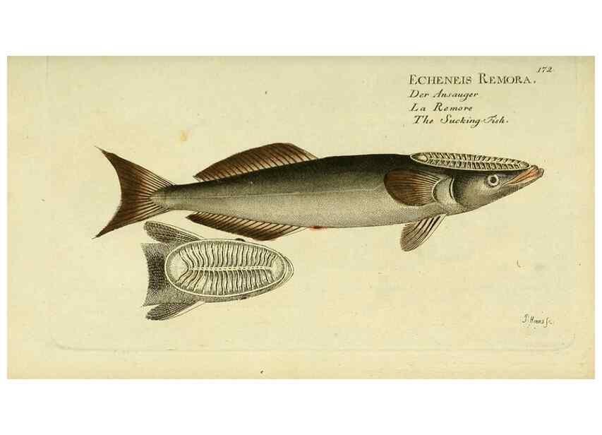 Reproducción/Reproduction 49826304082: D. Marcus Elieser Bloch's, ausübenden Arztes zu Berlin ... Oeconomische Naturgeschichte der Fische Deutschlands .... Berlin :Auf Kosten des Verfassers und in Commission bei dem Buchhändler Hr. Hesse,1782-1795.. 