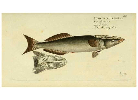 Reproducción/Reproduction 49826304082: D. Marcus Elieser Bloch's, ausübenden Arztes zu Berlin ... Oeconomische Naturgeschichte der Fische Deutschlands .... Berlin :Auf Kosten des Verfassers und in Commission bei dem Buchhändler Hr. Hesse,1782-1795.. 