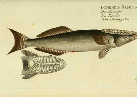 Reproducción/Reproduction 49826304082: D. Marcus Elieser Bloch's, ausübenden Arztes zu Berlin ... Oeconomische Naturgeschichte der Fische Deutschlands .... Berlin :Auf Kosten des Verfassers und in Commission bei dem Buchhändler Hr. Hesse,1782-1795.. 