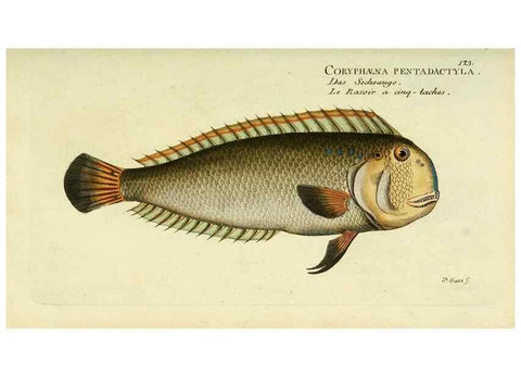 Reproducción/Reproduction 49825453943: D. Marcus Elieser Bloch's, ausübenden Arztes zu Berlin ... Oeconomische Naturgeschichte der Fische Deutschlands .... Berlin :Auf Kosten des Verfassers und in Commission bei dem Buchhändler Hr. Hesse,1782-1795.. 