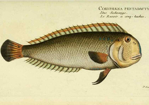 Reproducción/Reproduction 49825453943: D. Marcus Elieser Bloch's, ausübenden Arztes zu Berlin ... Oeconomische Naturgeschichte der Fische Deutschlands .... Berlin :Auf Kosten des Verfassers und in Commission bei dem Buchhändler Hr. Hesse,1782-1795.. 