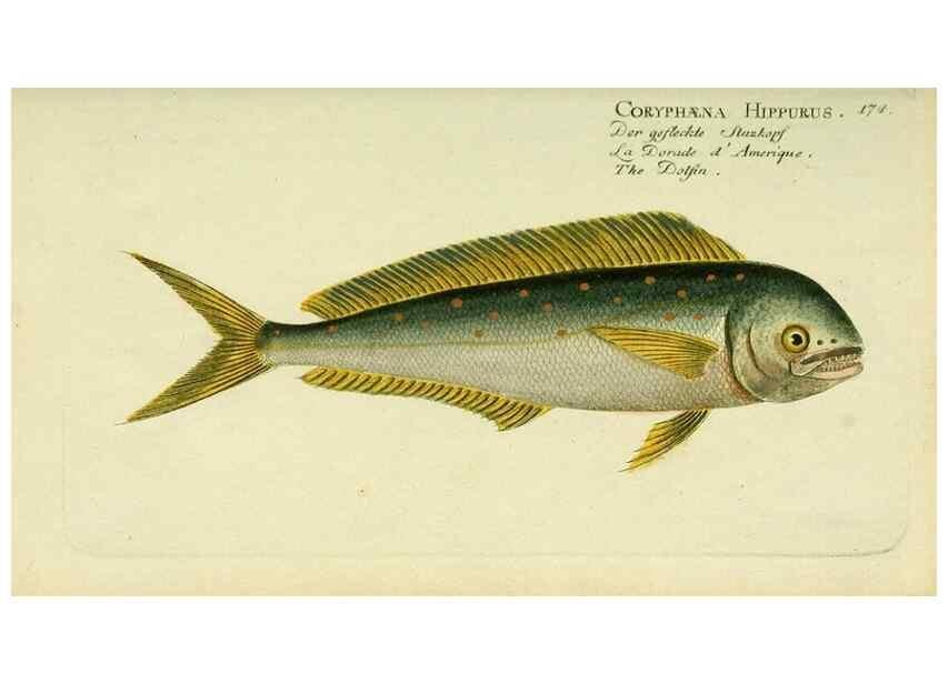 Reproducción/Reproduction 49825454378: D. Marcus Elieser Bloch's, ausübenden Arztes zu Berlin ... Oeconomische Naturgeschichte der Fische Deutschlands .... Berlin :Auf Kosten des Verfassers und in Commission bei dem Buchhändler Hr. Hesse,1782-1795.. 
