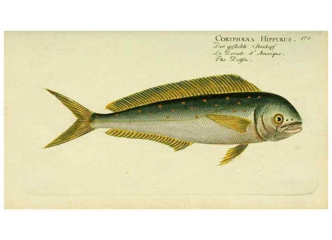 Reproducción/Reproduction 49825454378: D. Marcus Elieser Bloch's, ausübenden Arztes zu Berlin ... Oeconomische Naturgeschichte der Fische Deutschlands .... Berlin :Auf Kosten des Verfassers und in Commission bei dem Buchhändler Hr. Hesse,1782-1795.. 