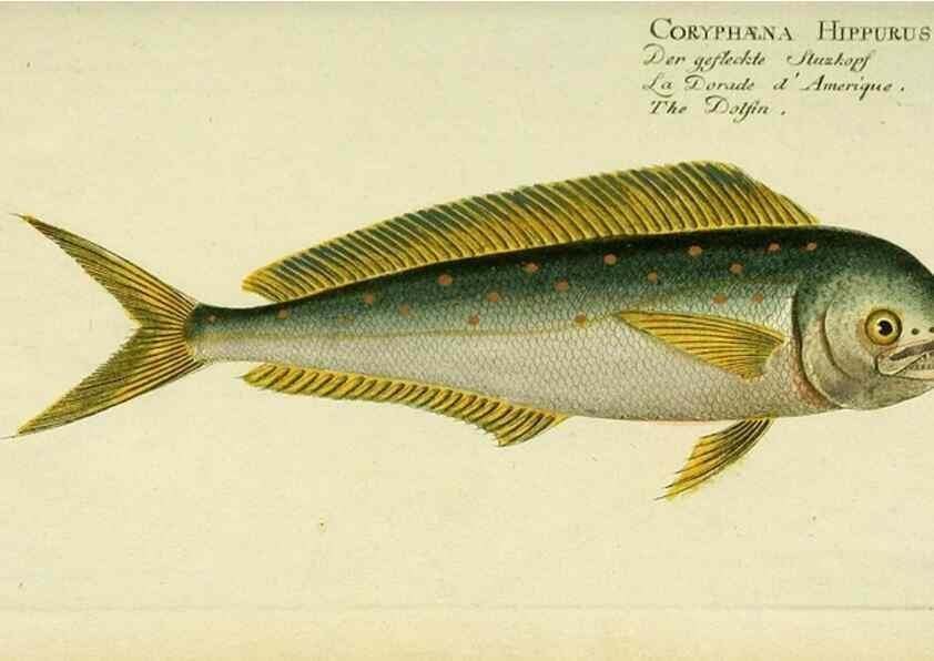 Reproducción/Reproduction 49825454378: D. Marcus Elieser Bloch's, ausübenden Arztes zu Berlin ... Oeconomische Naturgeschichte der Fische Deutschlands .... Berlin :Auf Kosten des Verfassers und in Commission bei dem Buchhändler Hr. Hesse,1782-1795.. 