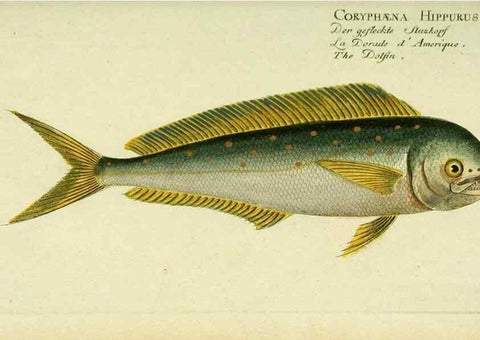 Reproducción/Reproduction 49825454378: D. Marcus Elieser Bloch's, ausübenden Arztes zu Berlin ... Oeconomische Naturgeschichte der Fische Deutschlands .... Berlin :Auf Kosten des Verfassers und in Commission bei dem Buchhändler Hr. Hesse,1782-1795.. 