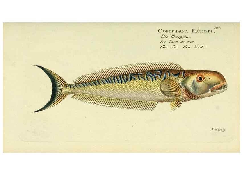 Reproducción/Reproduction 49825987756: D. Marcus Elieser Bloch's, ausübenden Arztes zu Berlin ... Oeconomische Naturgeschichte der Fische Deutschlands .... Berlin :Auf Kosten des Verfassers und in Commission bei dem Buchhändler Hr. Hesse,1782-1795.. 