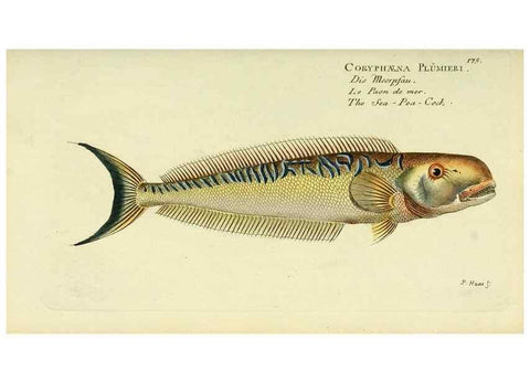 Reproducción/Reproduction 49825987756: D. Marcus Elieser Bloch's, ausübenden Arztes zu Berlin ... Oeconomische Naturgeschichte der Fische Deutschlands .... Berlin :Auf Kosten des Verfassers und in Commission bei dem Buchhändler Hr. Hesse,1782-1795.. 