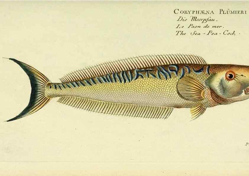 Reproducción/Reproduction 49825987756: D. Marcus Elieser Bloch's, ausübenden Arztes zu Berlin ... Oeconomische Naturgeschichte der Fische Deutschlands .... Berlin :Auf Kosten des Verfassers und in Commission bei dem Buchhändler Hr. Hesse,1782-1795.. 