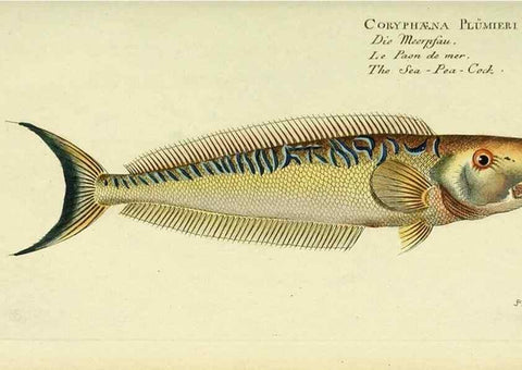 Reproducción/Reproduction 49825987756: D. Marcus Elieser Bloch's, ausübenden Arztes zu Berlin ... Oeconomische Naturgeschichte der Fische Deutschlands .... Berlin :Auf Kosten des Verfassers und in Commission bei dem Buchhändler Hr. Hesse,1782-1795.. 