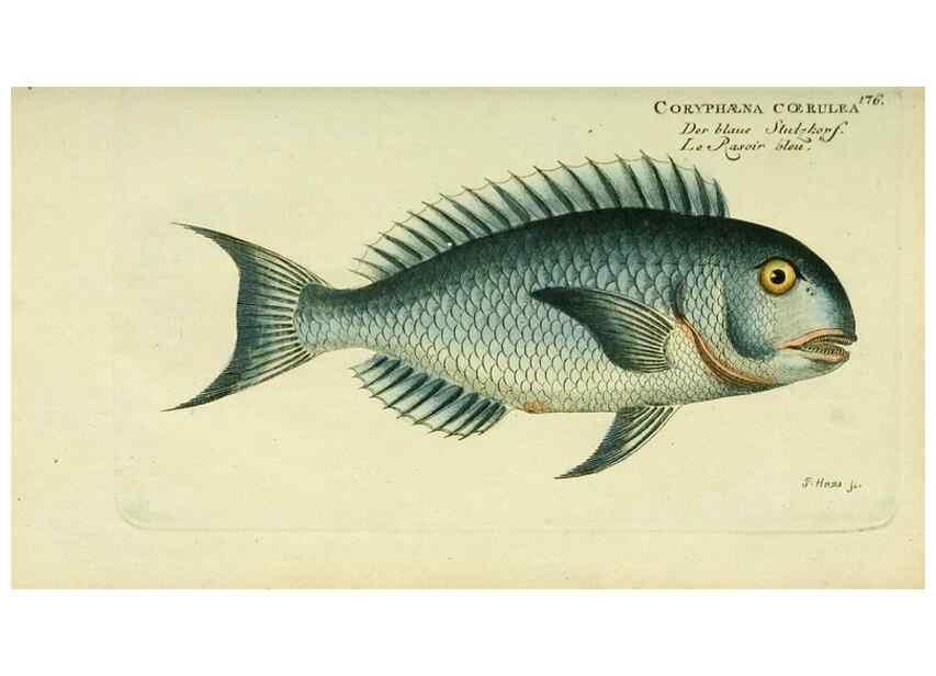 Reproducción/Reproduction 49825455418: D. Marcus Elieser Bloch's, ausübenden Arztes zu Berlin ... Oeconomische Naturgeschichte der Fische Deutschlands .... Berlin :Auf Kosten des Verfassers und in Commission bei dem Buchhändler Hr. Hesse,1782-1795.. 