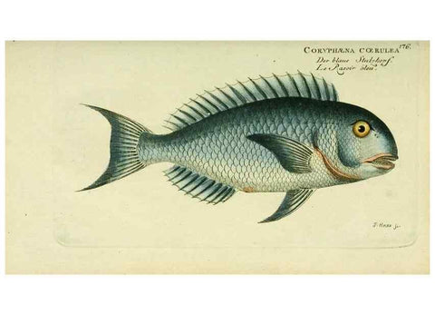 Reproducción/Reproduction 49825455418: D. Marcus Elieser Bloch's, ausübenden Arztes zu Berlin ... Oeconomische Naturgeschichte der Fische Deutschlands .... Berlin :Auf Kosten des Verfassers und in Commission bei dem Buchhändler Hr. Hesse,1782-1795.. 