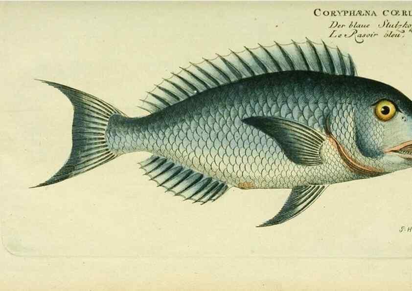 Reproducción/Reproduction 49825455418: D. Marcus Elieser Bloch's, ausübenden Arztes zu Berlin ... Oeconomische Naturgeschichte der Fische Deutschlands .... Berlin :Auf Kosten des Verfassers und in Commission bei dem Buchhändler Hr. Hesse,1782-1795.. 