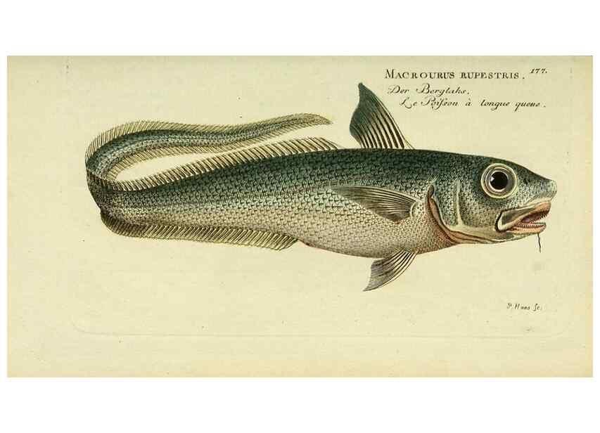 Reproducción/Reproduction 49825455893: D. Marcus Elieser Bloch's, ausübenden Arztes zu Berlin ... Oeconomische Naturgeschichte der Fische Deutschlands .... Berlin :Auf Kosten des Verfassers und in Commission bei dem Buchhändler Hr. Hesse,1782-1795.. 