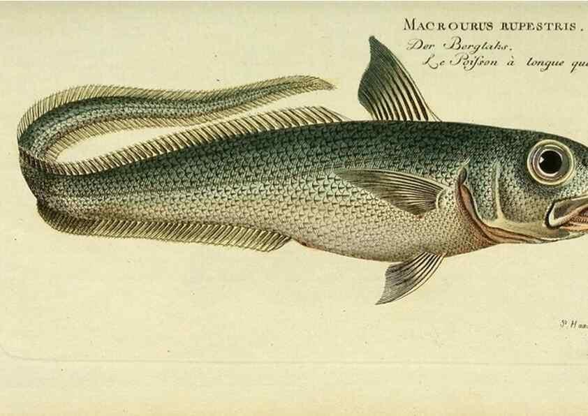 Reproducción/Reproduction 49825455893: D. Marcus Elieser Bloch's, ausübenden Arztes zu Berlin ... Oeconomische Naturgeschichte der Fische Deutschlands .... Berlin :Auf Kosten des Verfassers und in Commission bei dem Buchhändler Hr. Hesse,1782-1795.. 