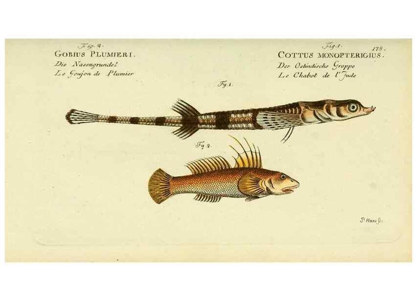 Reproducción/Reproduction 49826306957: D. Marcus Elieser Bloch's, ausübenden Arztes zu Berlin ... Oeconomische Naturgeschichte der Fische Deutschlands .... Berlin :Auf Kosten des Verfassers und in Commission bei dem Buchhändler Hr. Hesse,1782-1795.. 