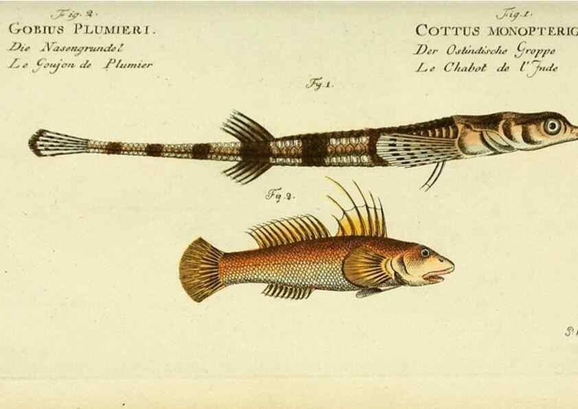 Reproducción/Reproduction 49826306957: D. Marcus Elieser Bloch's, ausübenden Arztes zu Berlin ... Oeconomische Naturgeschichte der Fische Deutschlands .... Berlin :Auf Kosten des Verfassers und in Commission bei dem Buchhändler Hr. Hesse,1782-1795.. 
