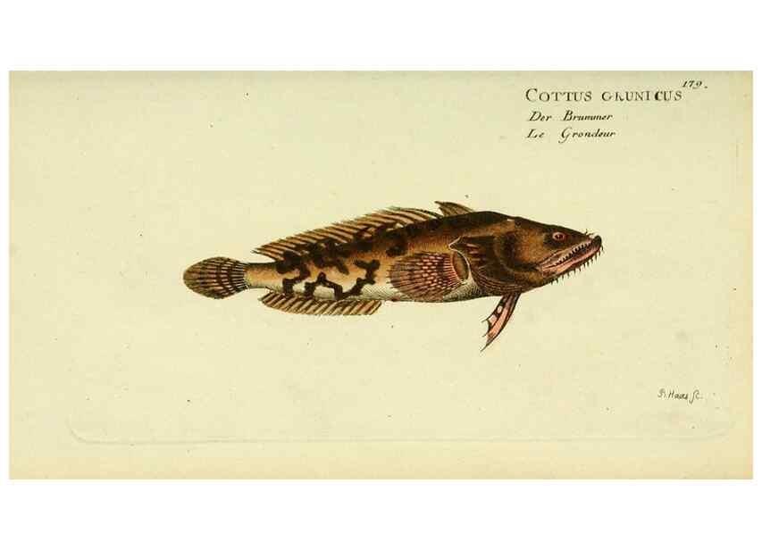 Reproducción/Reproduction 49825456938: D. Marcus Elieser Bloch's, ausübenden Arztes zu Berlin ... Oeconomische Naturgeschichte der Fische Deutschlands .... Berlin :Auf Kosten des Verfassers und in Commission bei dem Buchhändler Hr. Hesse,1782-1795.. 
