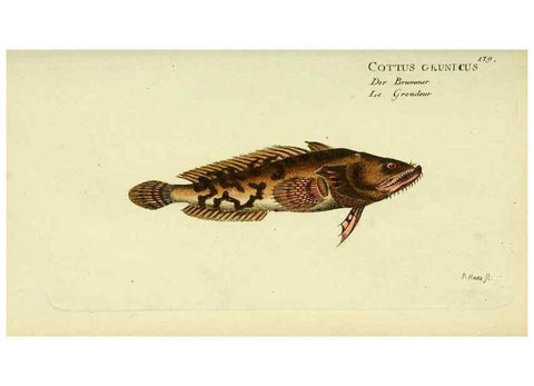 Reproducción/Reproduction 49825456938: D. Marcus Elieser Bloch's, ausübenden Arztes zu Berlin ... Oeconomische Naturgeschichte der Fische Deutschlands .... Berlin :Auf Kosten des Verfassers und in Commission bei dem Buchhändler Hr. Hesse,1782-1795.. 