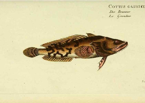 Reproducción/Reproduction 49825456938: D. Marcus Elieser Bloch's, ausübenden Arztes zu Berlin ... Oeconomische Naturgeschichte der Fische Deutschlands .... Berlin :Auf Kosten des Verfassers und in Commission bei dem Buchhändler Hr. Hesse,1782-1795.. 