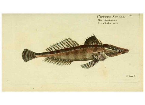 Reproducción/Reproduction 49825990191: D. Marcus Elieser Bloch's, ausübenden Arztes zu Berlin ... Oeconomische Naturgeschichte der Fische Deutschlands .... Berlin :Auf Kosten des Verfassers und in Commission bei dem Buchhändler Hr. Hesse,1782-1795.. 