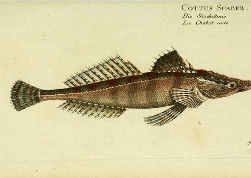 Reproducción/Reproduction 49825990191: D. Marcus Elieser Bloch's, ausübenden Arztes zu Berlin ... Oeconomische Naturgeschichte der Fische Deutschlands .... Berlin :Auf Kosten des Verfassers und in Commission bei dem Buchhändler Hr. Hesse,1782-1795.. 