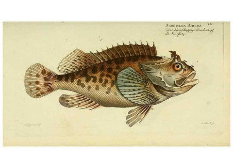 Reproducción/Reproduction 49825990641: D. Marcus Elieser Bloch's, ausübenden Arztes zu Berlin ... Oeconomische Naturgeschichte der Fische Deutschlands .... Berlin :Auf Kosten des Verfassers und in Commission bei dem Buchhändler Hr. Hesse,1782-1795.. 