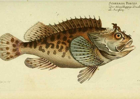 Reproducción/Reproduction 49825990641: D. Marcus Elieser Bloch's, ausübenden Arztes zu Berlin ... Oeconomische Naturgeschichte der Fische Deutschlands .... Berlin :Auf Kosten des Verfassers und in Commission bei dem Buchhändler Hr. Hesse,1782-1795.. 