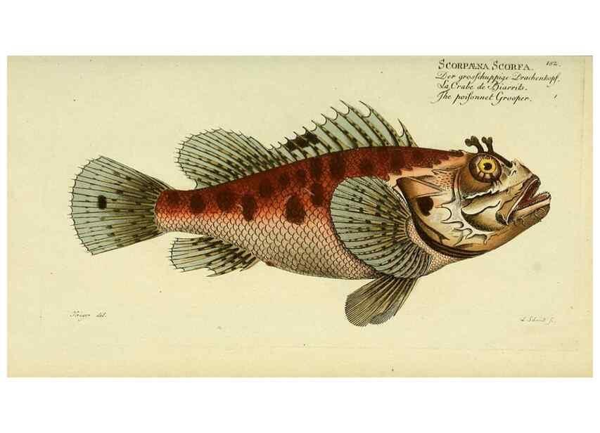 Reproducción/Reproduction 49826308812: D. Marcus Elieser Bloch's, ausübenden Arztes zu Berlin ... Oeconomische Naturgeschichte der Fische Deutschlands .... Berlin :Auf Kosten des Verfassers und in Commission bei dem Buchhändler Hr. Hesse,1782-1795.. 