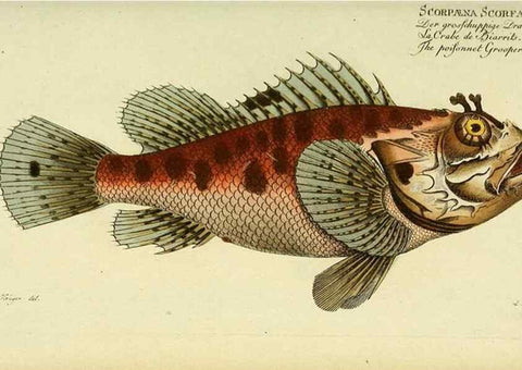 Reproducción/Reproduction 49826308812: D. Marcus Elieser Bloch's, ausübenden Arztes zu Berlin ... Oeconomische Naturgeschichte der Fische Deutschlands .... Berlin :Auf Kosten des Verfassers und in Commission bei dem Buchhändler Hr. Hesse,1782-1795.. 