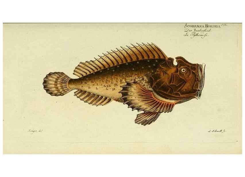 Reproducción/Reproduction 49825458763: D. Marcus Elieser Bloch's, ausübenden Arztes zu Berlin ... Oeconomische Naturgeschichte der Fische Deutschlands .... Berlin :Auf Kosten des Verfassers und in Commission bei dem Buchhändler Hr. Hesse,1782-1795.. 
