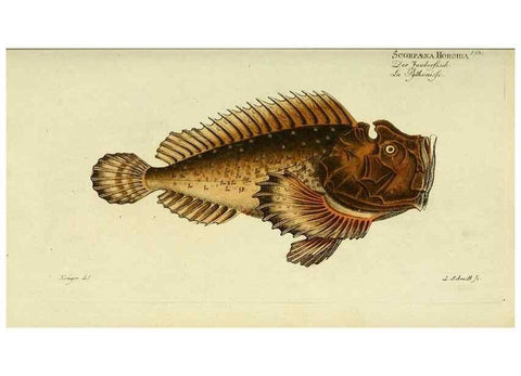 Reproducción/Reproduction 49825458763: D. Marcus Elieser Bloch's, ausübenden Arztes zu Berlin ... Oeconomische Naturgeschichte der Fische Deutschlands .... Berlin :Auf Kosten des Verfassers und in Commission bei dem Buchhändler Hr. Hesse,1782-1795.. 
