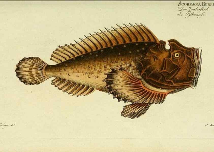Reproducción/Reproduction 49825458763: D. Marcus Elieser Bloch's, ausübenden Arztes zu Berlin ... Oeconomische Naturgeschichte der Fische Deutschlands .... Berlin :Auf Kosten des Verfassers und in Commission bei dem Buchhändler Hr. Hesse,1782-1795.. 