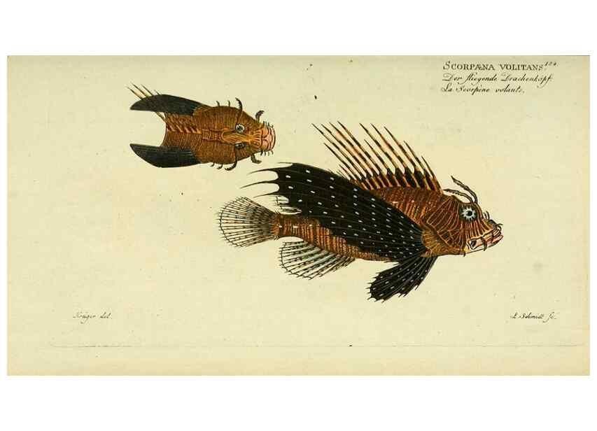 Reproducción/Reproduction 49826309782: D. Marcus Elieser Bloch's, ausübenden Arztes zu Berlin ... Oeconomische Naturgeschichte der Fische Deutschlands .... Berlin :Auf Kosten des Verfassers und in Commission bei dem Buchhändler Hr. Hesse,1782-1795.. 