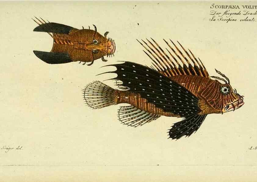 Reproducción/Reproduction 49826309782: D. Marcus Elieser Bloch's, ausübenden Arztes zu Berlin ... Oeconomische Naturgeschichte der Fische Deutschlands .... Berlin :Auf Kosten des Verfassers und in Commission bei dem Buchhändler Hr. Hesse,1782-1795.. 