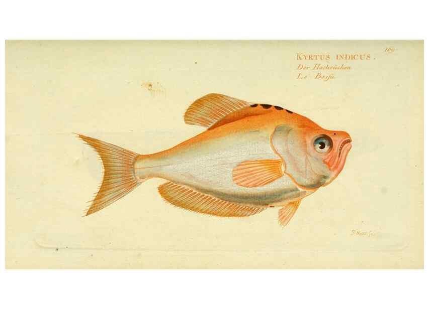 Reproducción/Reproduction 49825985281: D. Marcus Elieser Bloch's, ausübenden Arztes zu Berlin ... Oeconomische Naturgeschichte der Fische Deutschlands .... Berlin :Auf Kosten des Verfassers und in Commission bei dem Buchhändler Hr. Hesse,1782-1795.. 