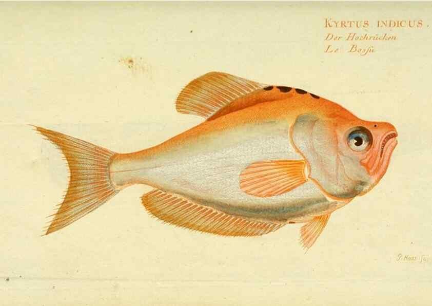 Reproducción/Reproduction 49825985281: D. Marcus Elieser Bloch's, ausübenden Arztes zu Berlin ... Oeconomische Naturgeschichte der Fische Deutschlands .... Berlin :Auf Kosten des Verfassers und in Commission bei dem Buchhändler Hr. Hesse,1782-1795.. 