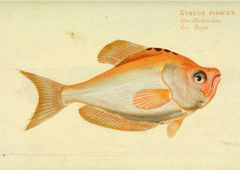 Reproducción/Reproduction 49825985281: D. Marcus Elieser Bloch's, ausübenden Arztes zu Berlin ... Oeconomische Naturgeschichte der Fische Deutschlands .... Berlin :Auf Kosten des Verfassers und in Commission bei dem Buchhändler Hr. Hesse,1782-1795.. 