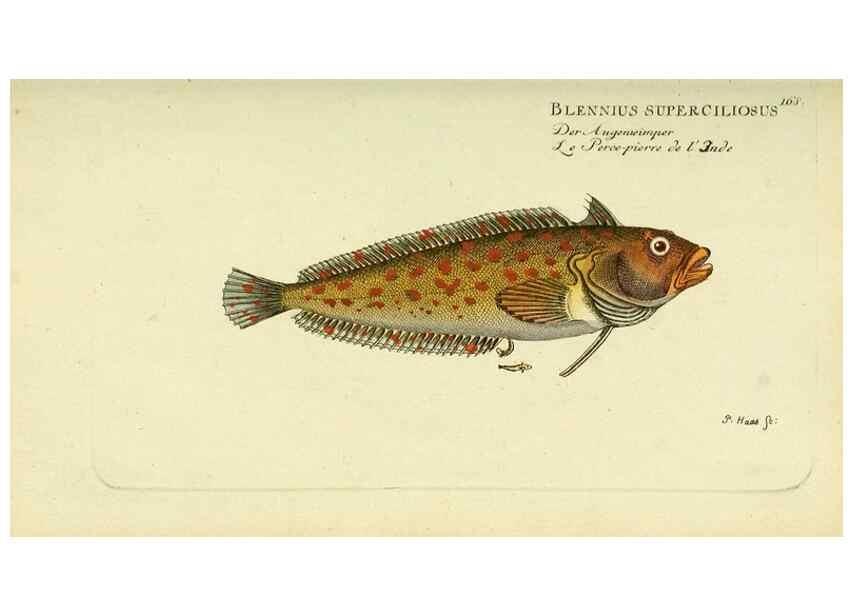 Reproducción/Reproduction 49825451983: D. Marcus Elieser Bloch's, ausübenden Arztes zu Berlin ... Oeconomische Naturgeschichte der Fische Deutschlands .... Berlin :Auf Kosten des Verfassers und in Commission bei dem Buchhändler Hr. Hesse,1782-1795.. 