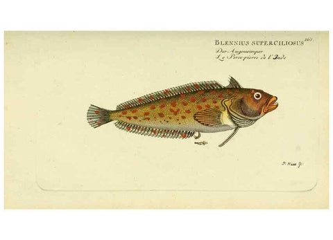 Reproducción/Reproduction 49825451983: D. Marcus Elieser Bloch's, ausübenden Arztes zu Berlin ... Oeconomische Naturgeschichte der Fische Deutschlands .... Berlin :Auf Kosten des Verfassers und in Commission bei dem Buchhändler Hr. Hesse,1782-1795.. 