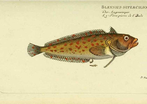 Reproducción/Reproduction 49825451983: D. Marcus Elieser Bloch's, ausübenden Arztes zu Berlin ... Oeconomische Naturgeschichte der Fische Deutschlands .... Berlin :Auf Kosten des Verfassers und in Commission bei dem Buchhändler Hr. Hesse,1782-1795.. 