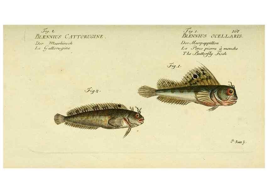 Reproducción/Reproduction 49826301882: D. Marcus Elieser Bloch's, ausübenden Arztes zu Berlin ... Oeconomische Naturgeschichte der Fische Deutschlands .... Berlin :Auf Kosten des Verfassers und in Commission bei dem Buchhändler Hr. Hesse,1782-1795.. 