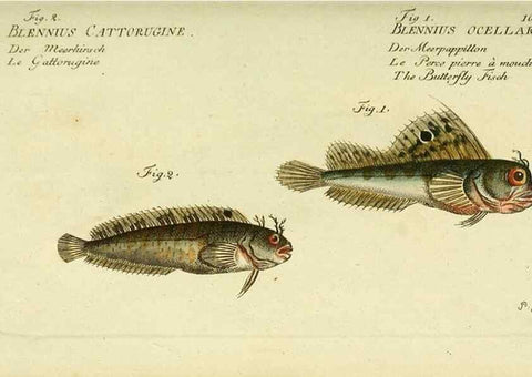 Reproducción/Reproduction 49826301882: D. Marcus Elieser Bloch's, ausübenden Arztes zu Berlin ... Oeconomische Naturgeschichte der Fische Deutschlands .... Berlin :Auf Kosten des Verfassers und in Commission bei dem Buchhändler Hr. Hesse,1782-1795.. 