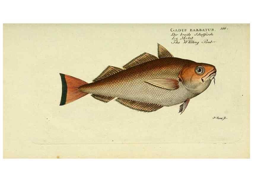 Reproducción/Reproduction 49825984136: D. Marcus Elieser Bloch's, ausübenden Arztes zu Berlin ... Oeconomische Naturgeschichte der Fische Deutschlands .... Berlin :Auf Kosten des Verfassers und in Commission bei dem Buchhändler Hr. Hesse,1782-1795.. 