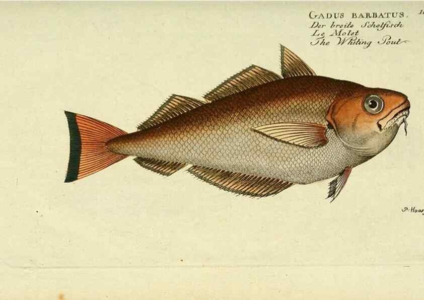 Reproducción/Reproduction 49825984136: D. Marcus Elieser Bloch's, ausübenden Arztes zu Berlin ... Oeconomische Naturgeschichte der Fische Deutschlands .... Berlin :Auf Kosten des Verfassers und in Commission bei dem Buchhändler Hr. Hesse,1782-1795.. 