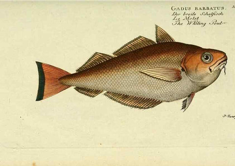 Reproducción/Reproduction 49825984136: D. Marcus Elieser Bloch's, ausübenden Arztes zu Berlin ... Oeconomische Naturgeschichte der Fische Deutschlands .... Berlin :Auf Kosten des Verfassers und in Commission bei dem Buchhändler Hr. Hesse,1782-1795.. 