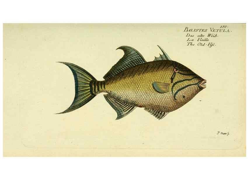 Reproducción/Reproduction 49825977221: D. Marcus Elieser Bloch's, ausübenden Arztes zu Berlin ... Oeconomische Naturgeschichte der Fische Deutschlands .... Berlin :Auf Kosten des Verfassers und in Commission bei dem Buchhändler Hr. Hesse,1782-1795.. 